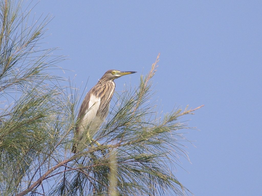 中国の野鳥　アカガシラサギ