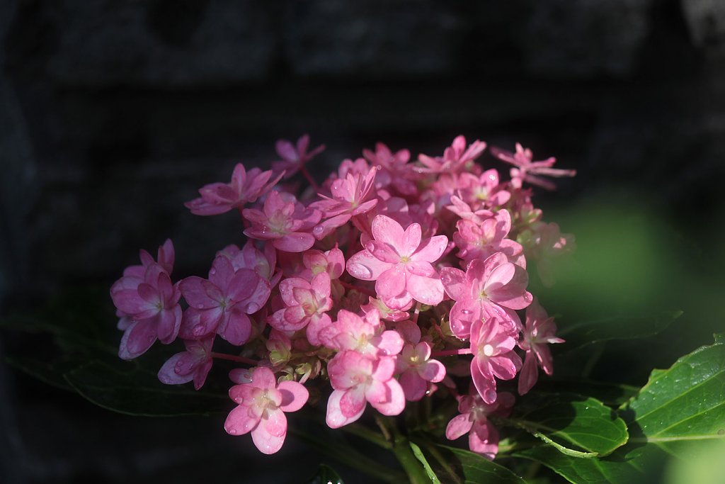 九月の紫陽花
