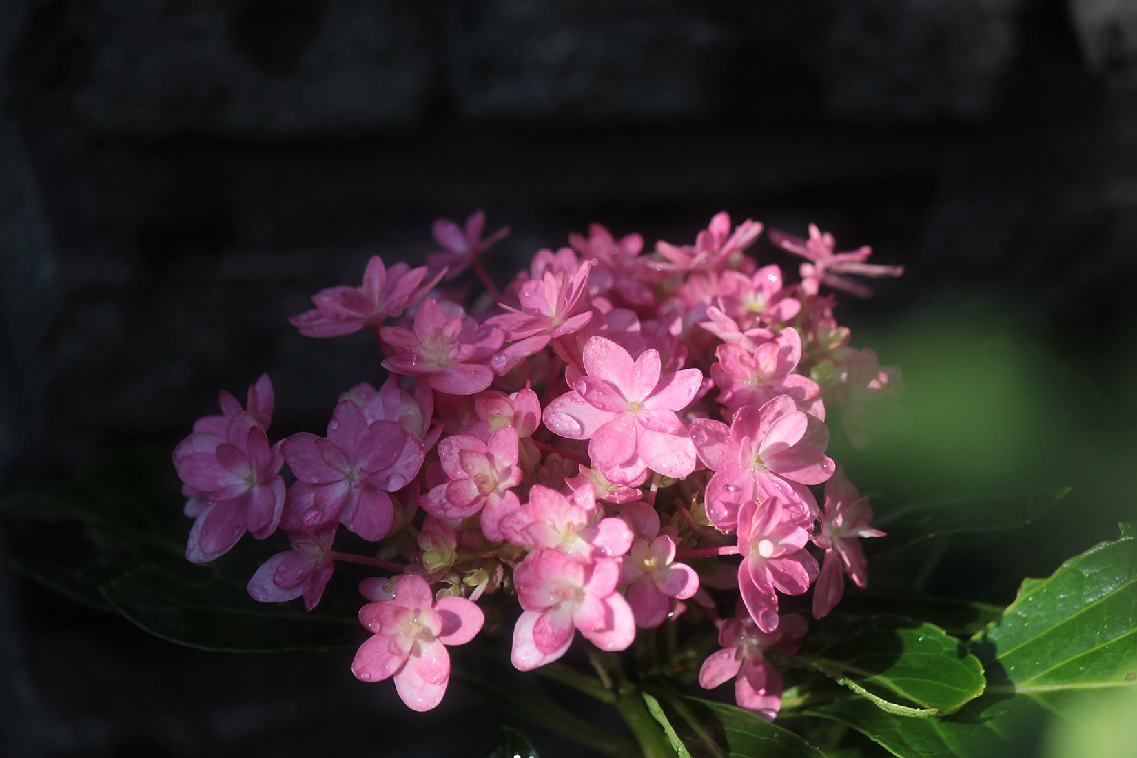 九月の紫陽花