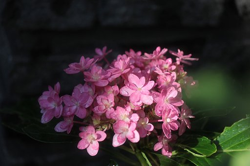 九月の紫陽花