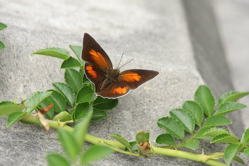 ウラギンシジミ　初撮り