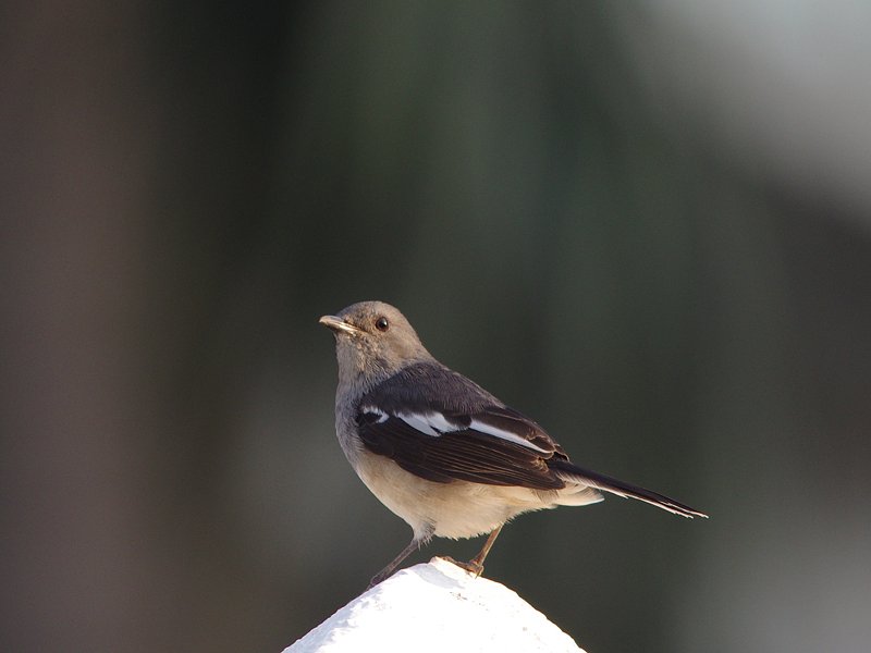 中国の野鳥　シキチョウ♀