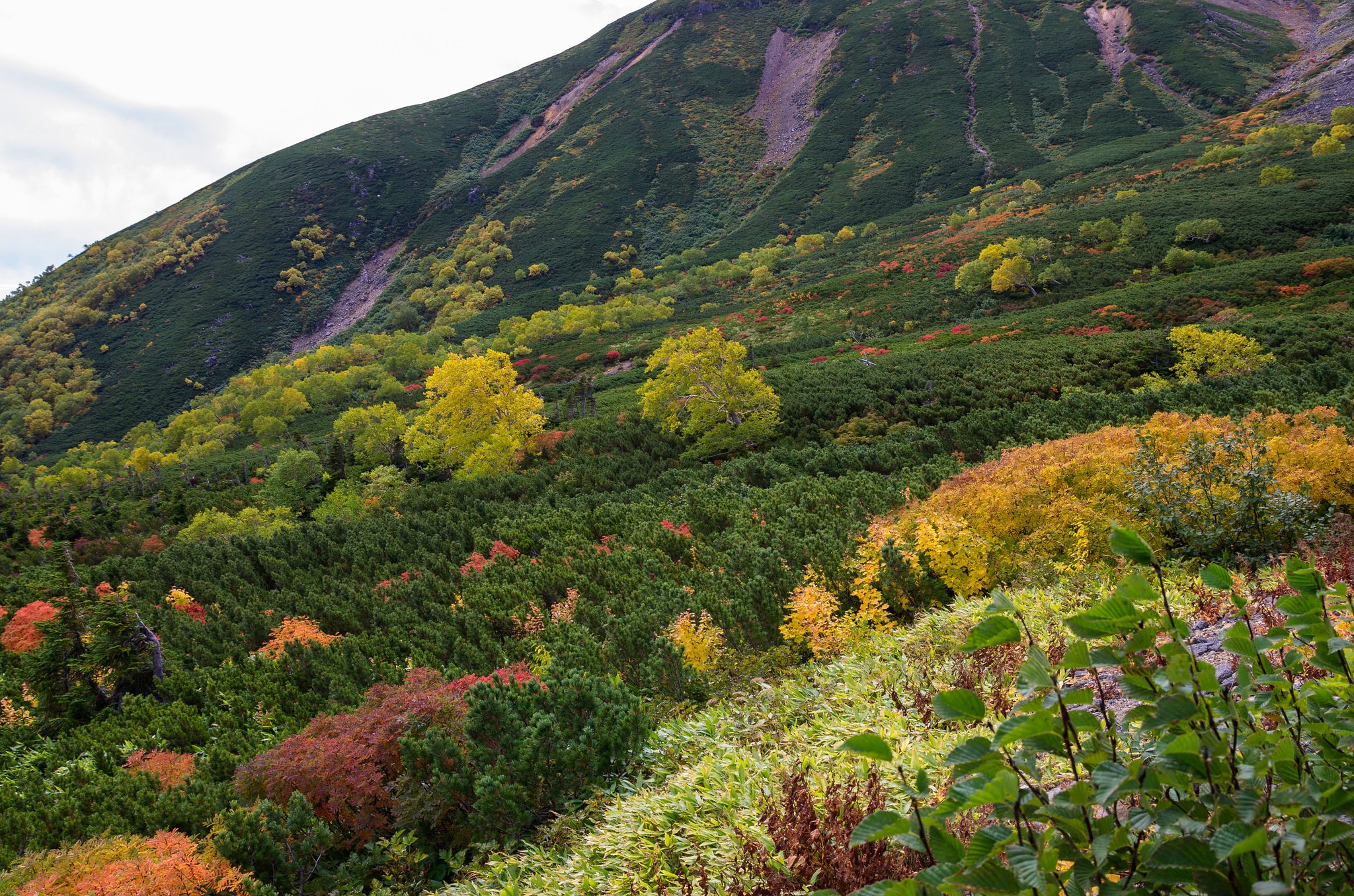 山岳の紅葉