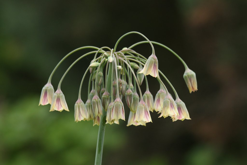 花のシャンデリア