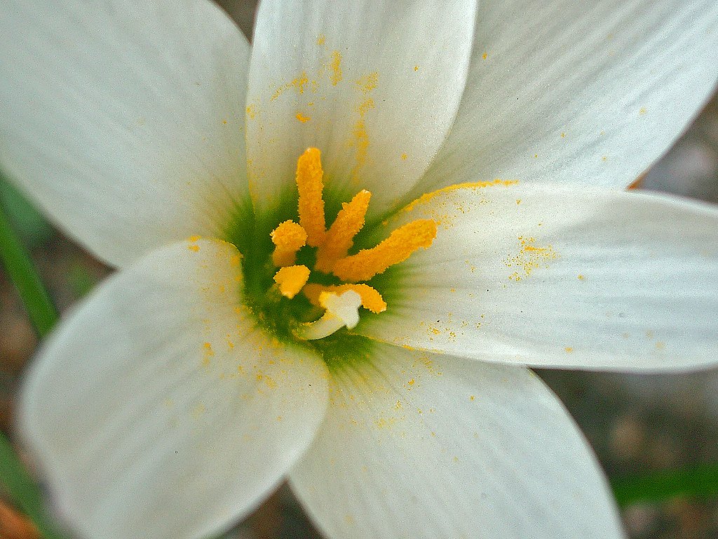花粉