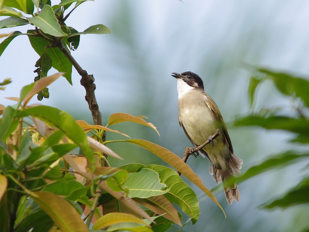 中国の野鳥　シロガシラ