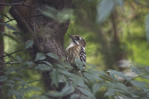 ケンコーミラーレンズ 500 F6.3 DX