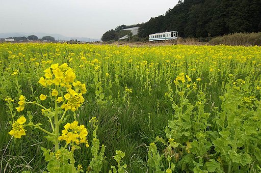『春』春の野を行く