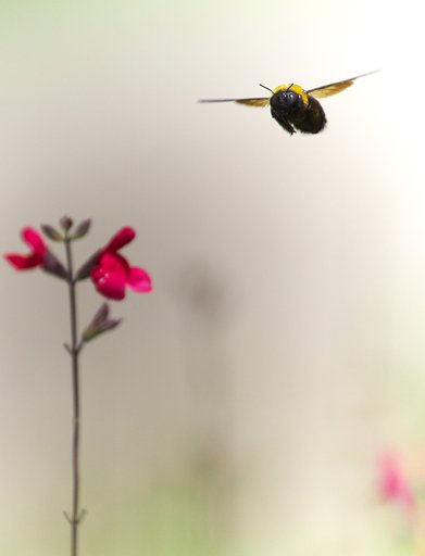 Bumble beeがやってくる！
