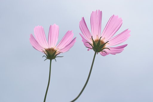 定番・・・