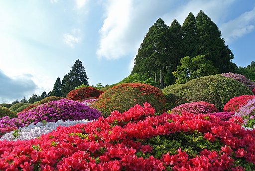 ツツジ咲く
