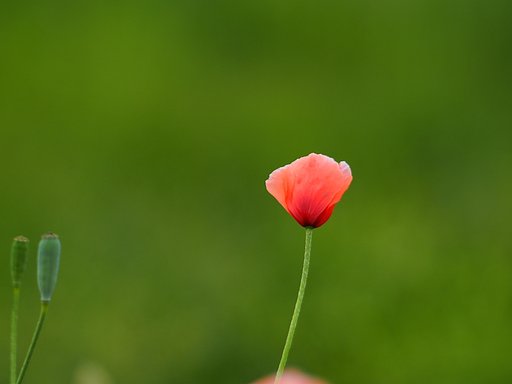 ポピー