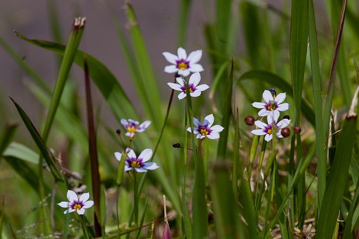 5月10日に草刈りされたのに・・咲いた。