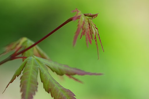 新芽
