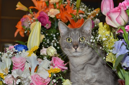花とネコ