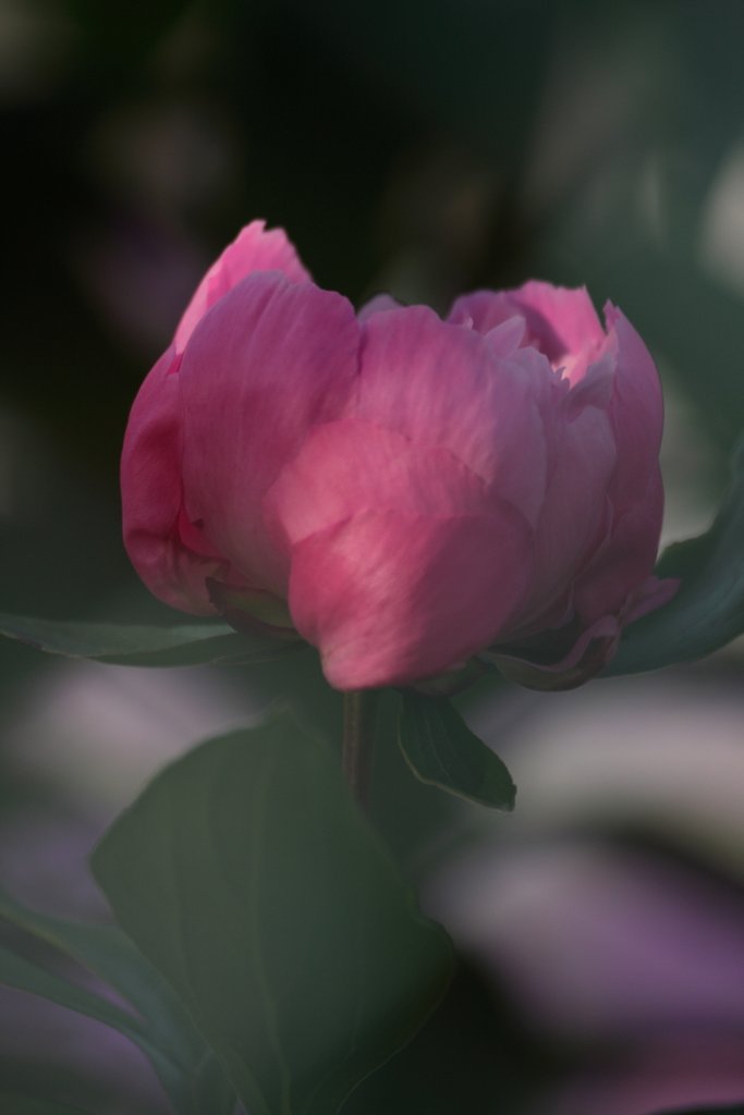 芍薬