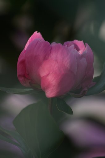 芍薬