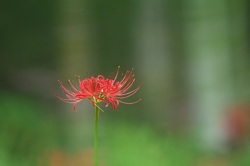 シンプルな赤