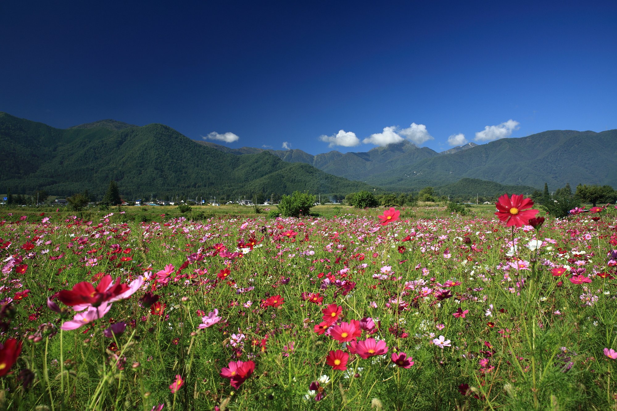 常念岳とコスモス畑