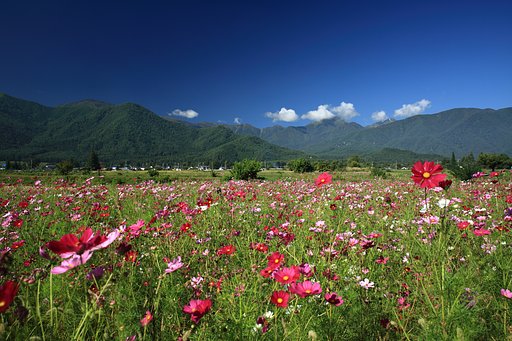 常念岳とコスモス畑