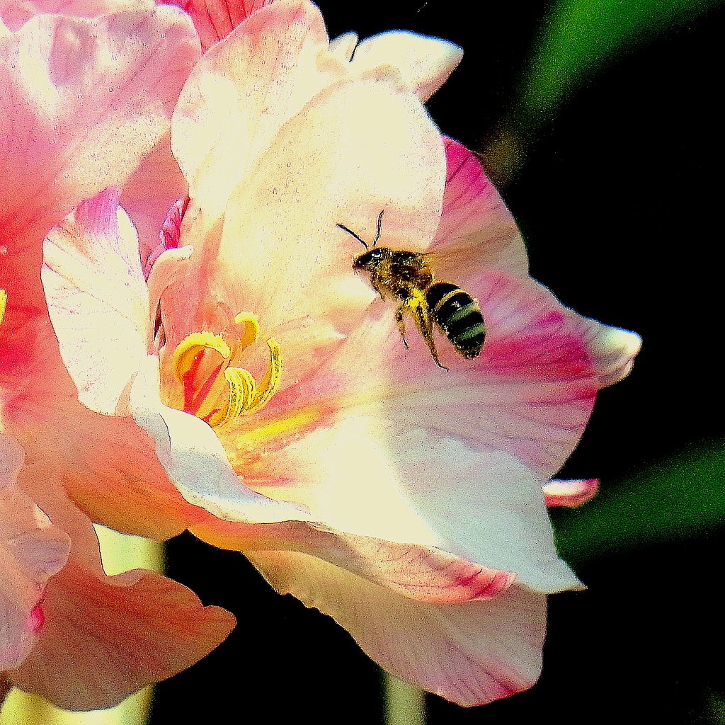 蜜を求めて
