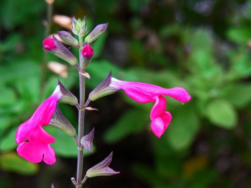 ピンクの花その2