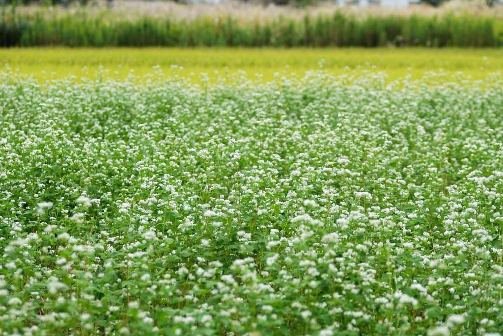 蕎麦の向う側に