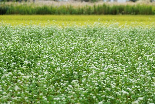 蕎麦の向う側に