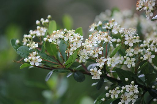 ピラカンサ花いっぱい