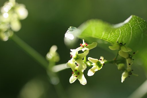 マユミの花