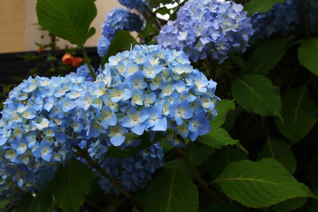 【五月】紫陽花の季節が