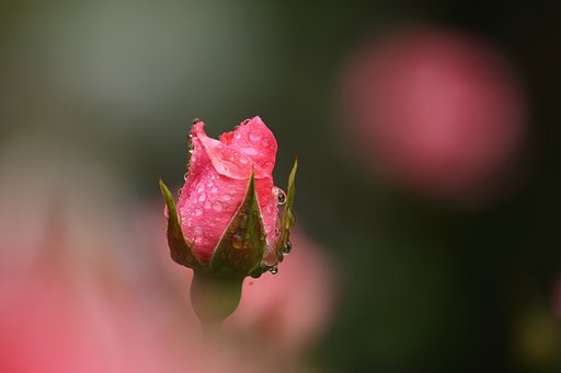 雨後の薔薇