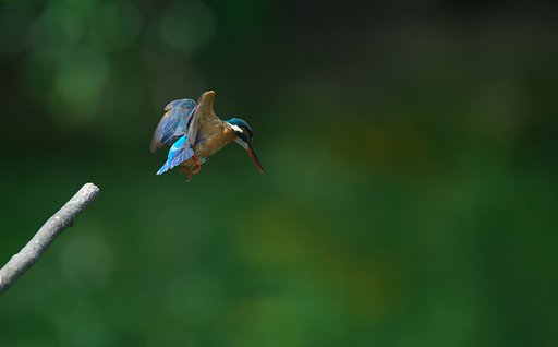 飛び出し