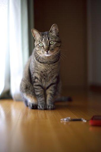 ねこ