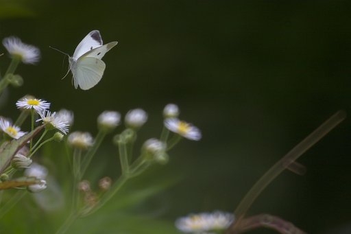 Reflex Nikkor500F8