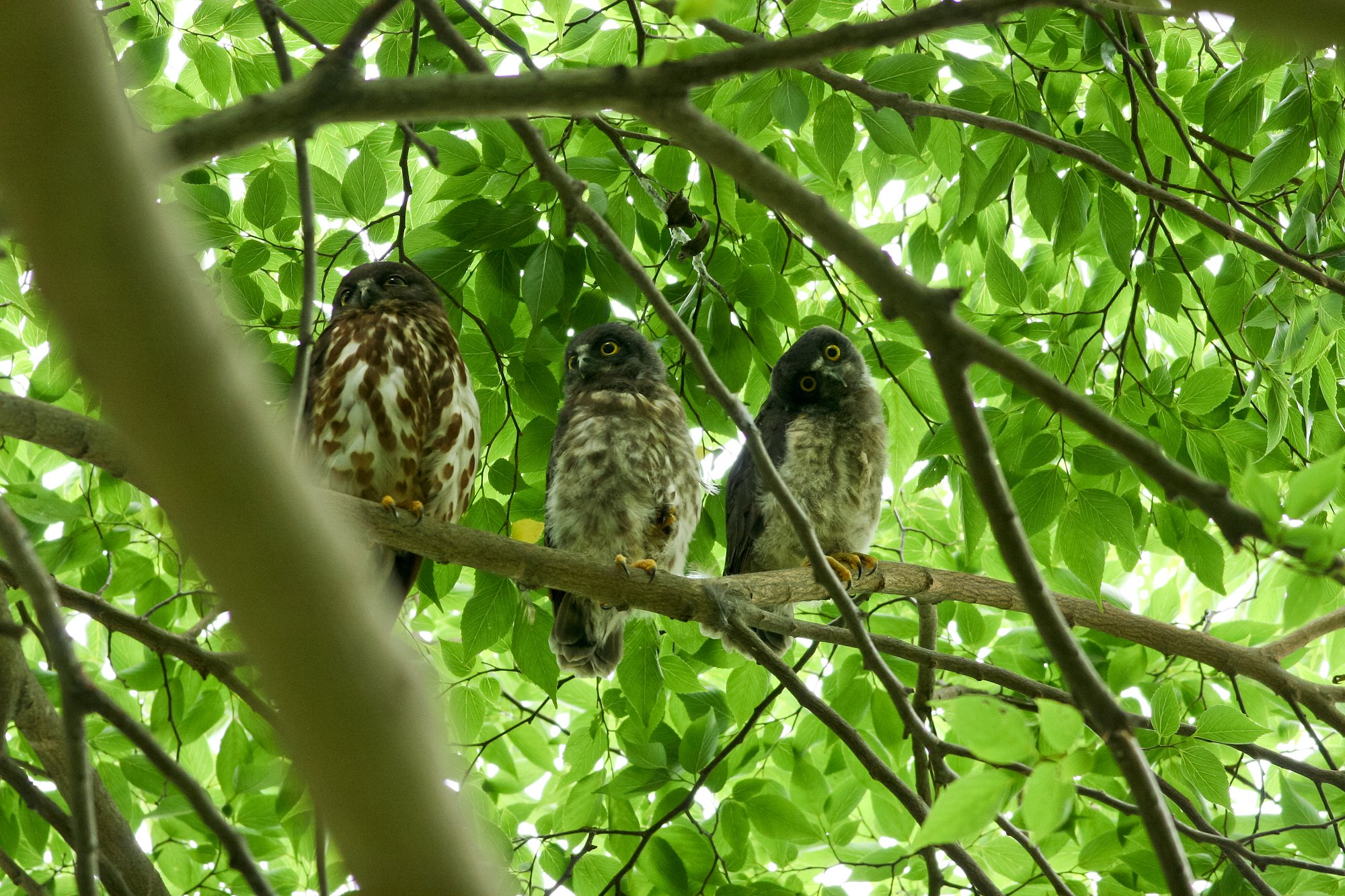 アオバズクはどこへ？