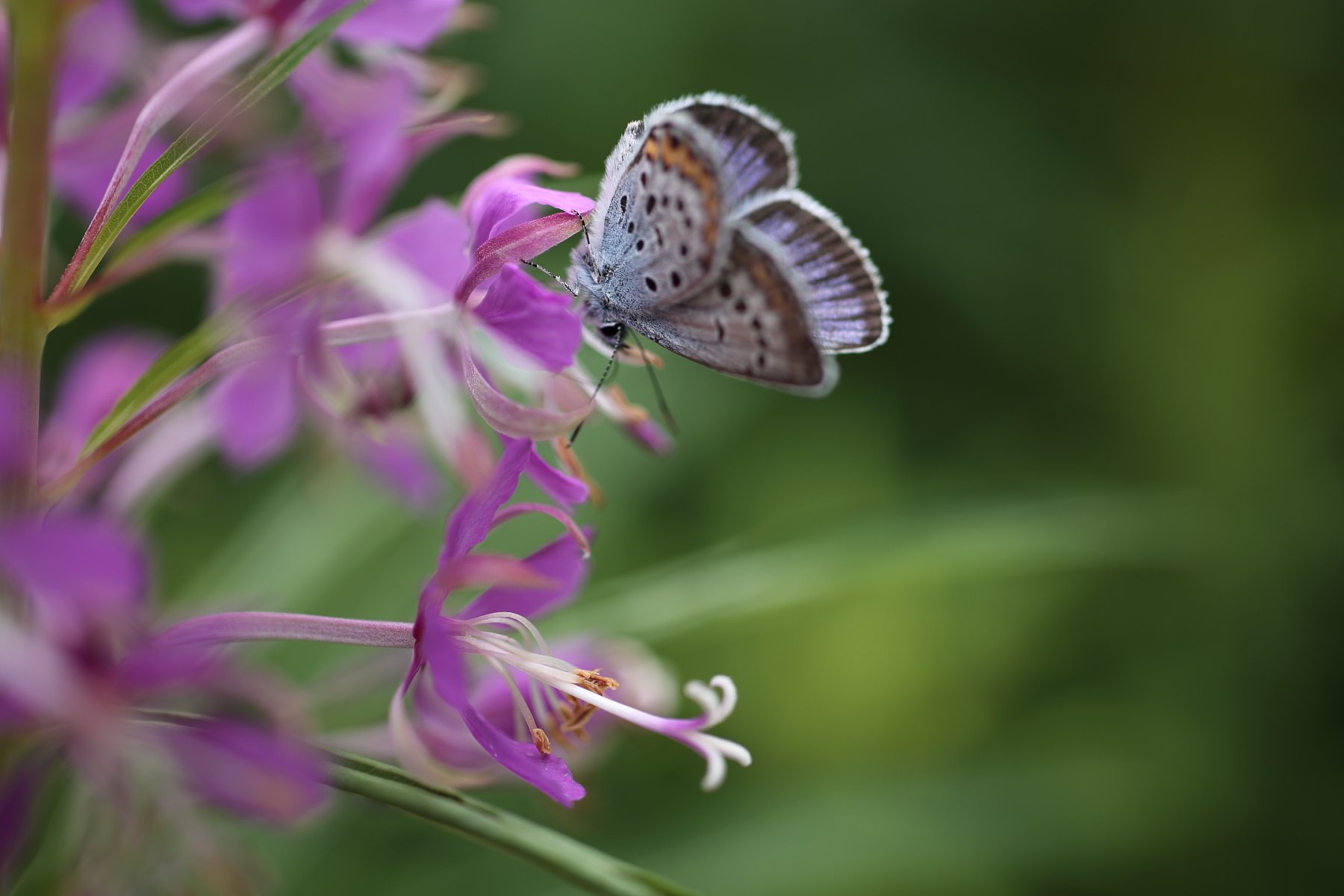 ヤナギラン