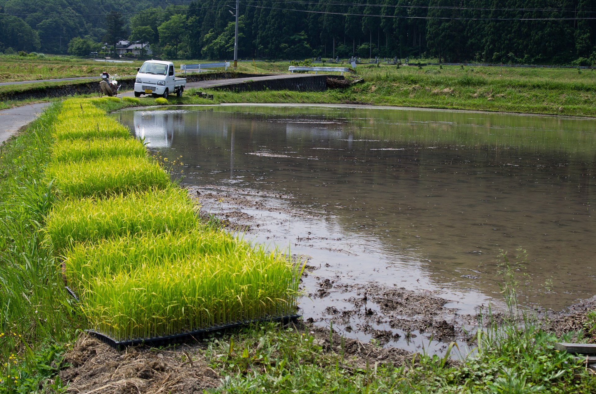 二つ目の田植え。