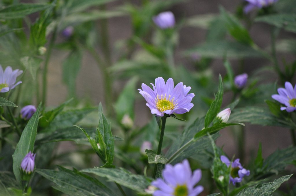 薄紫の花