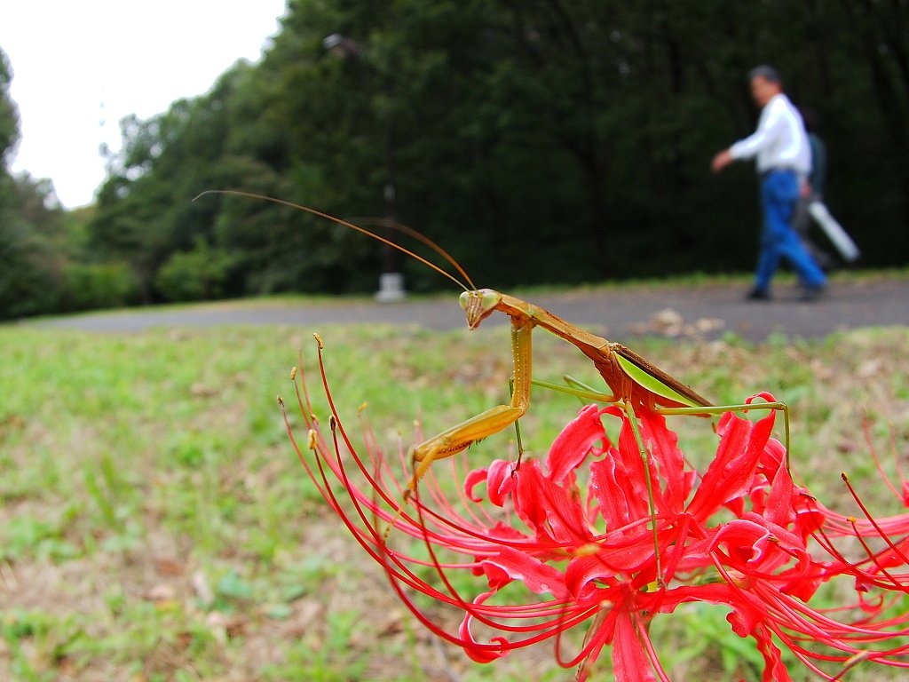 赤花からの眺め