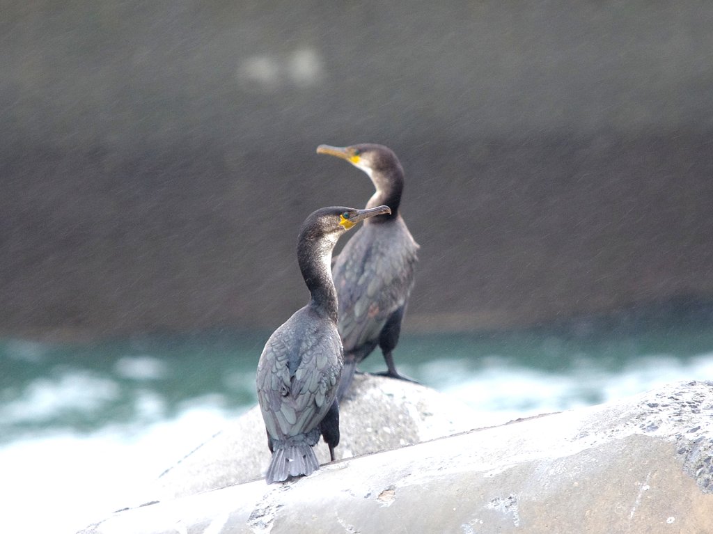 ウミウ