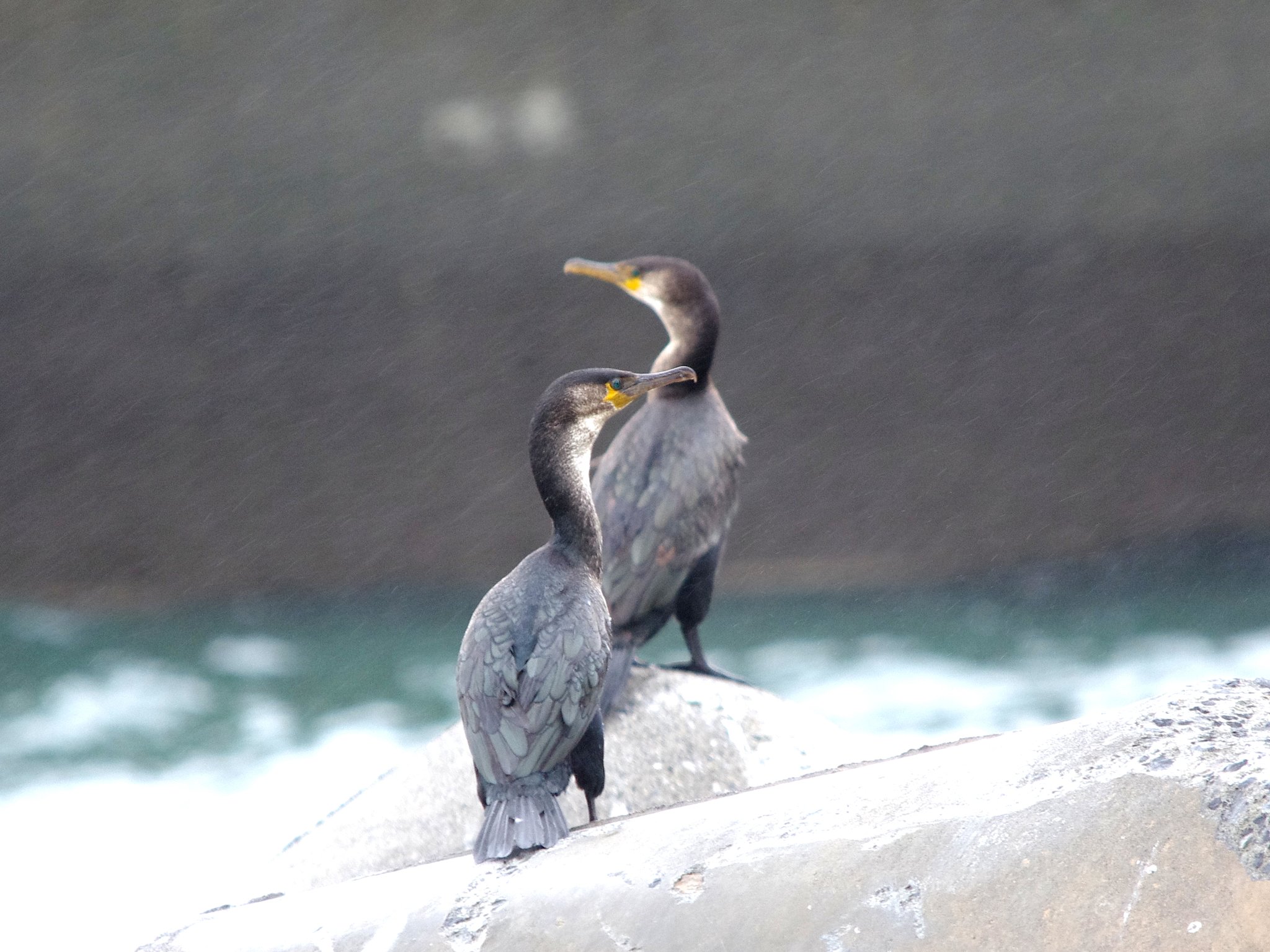 ウミウ