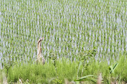 首長竜か？