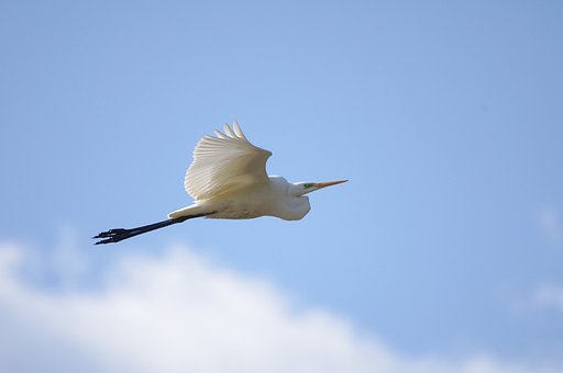 【風を感じて】　チュウサギ
