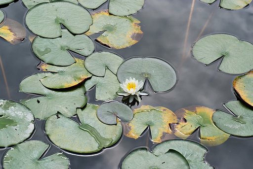 小さい花