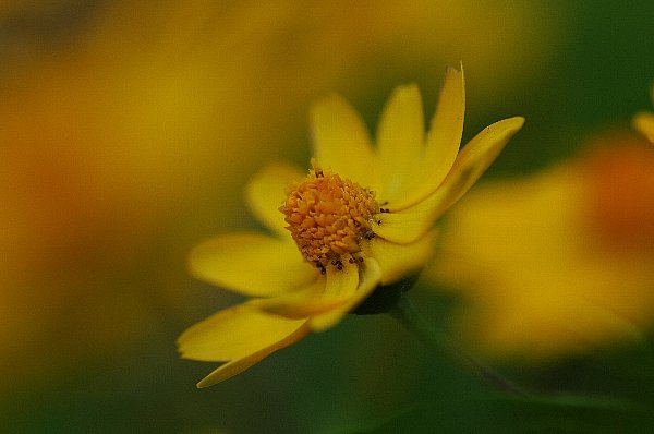 路傍の花