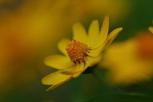 路傍の花