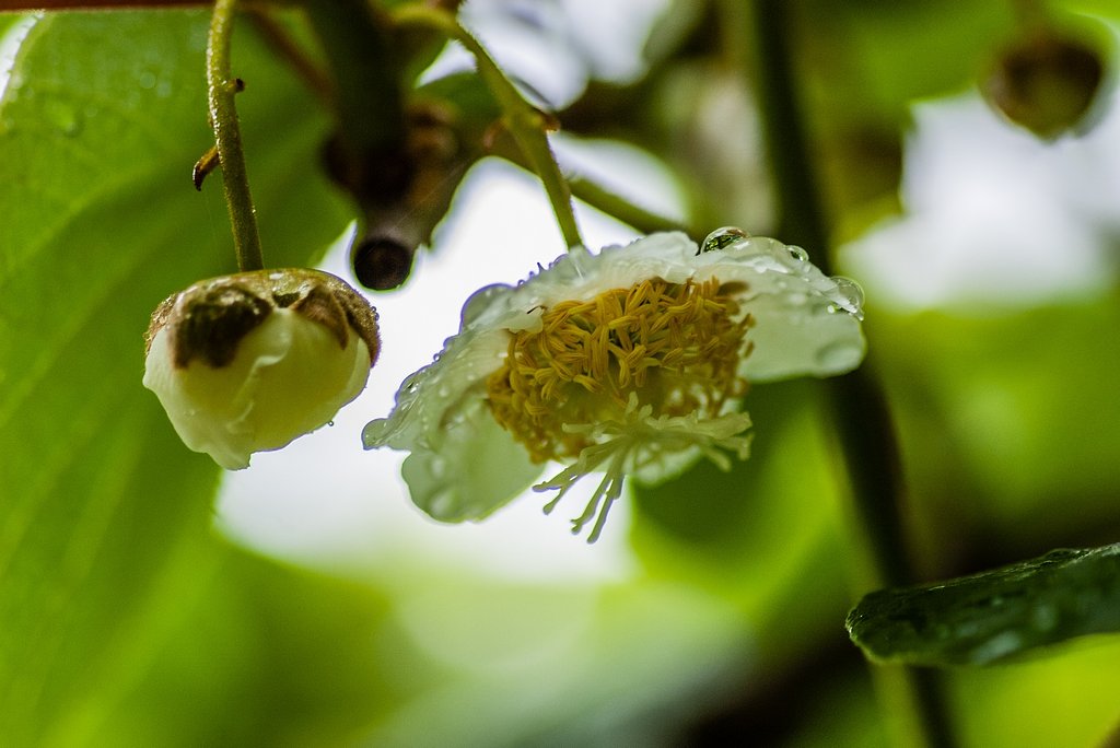 キウイフルーツの花。