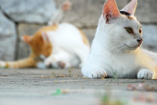 猫朝黄昏タイム