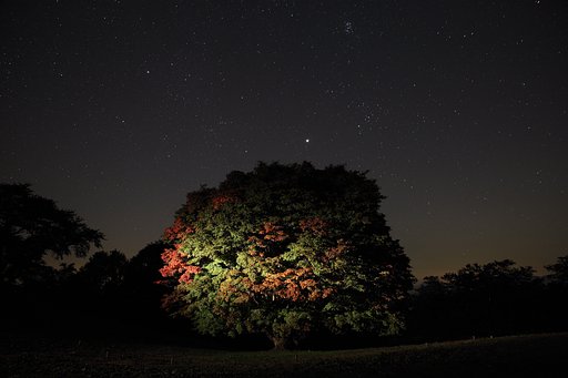 星屑が染める七色大カエデ